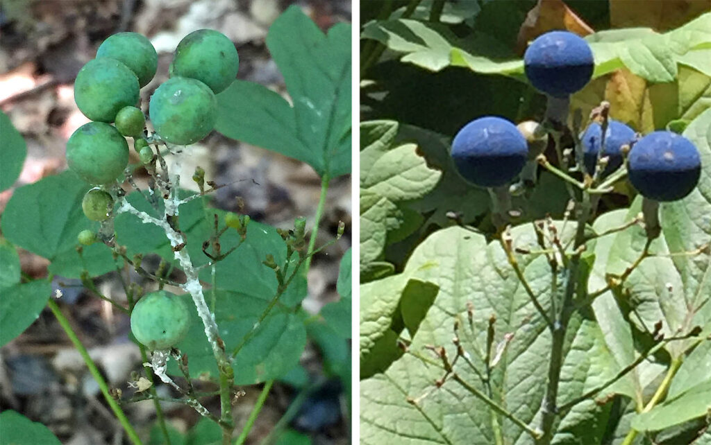 Developing and ripe seeds of Caulophyllum thalictroides (blue cohosh)