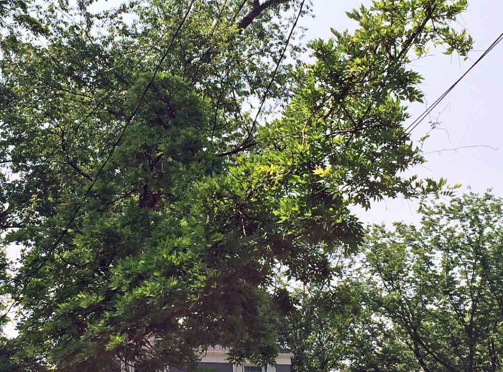 Invasive Wisteria growing along power lines in June in Fairfax, Virginia.