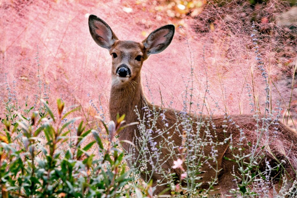Yearling deer with muhly grass and Russian sage. 