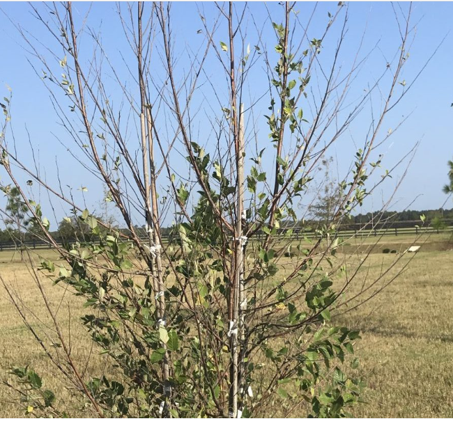 Branch die back at top of tree