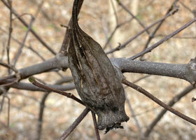 Calycanthus floridus, Sweet-shrub, fruit in March