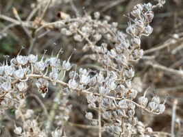 Clethra alnifolia (Sweet Pepperbush) persistent fruit capsules in February.