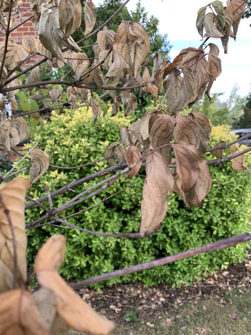 dogwood with crispy leaves