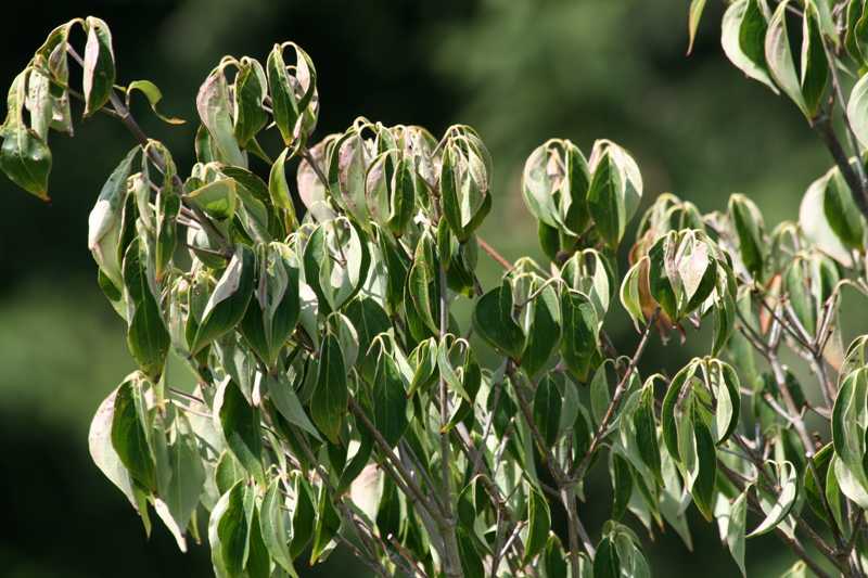 wilted dogwood tree
