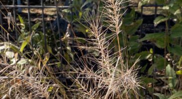 Elymus hystrix (Bottlebrush Grass) in October.
