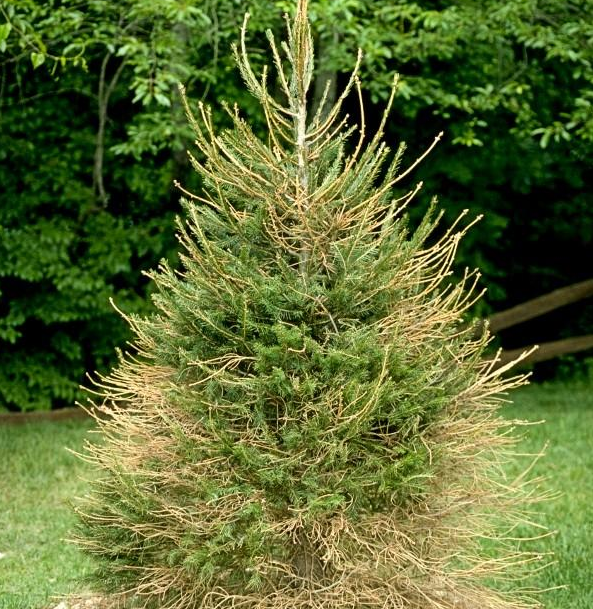 fir tree with brown branch die back