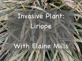 Invasive plant liriope