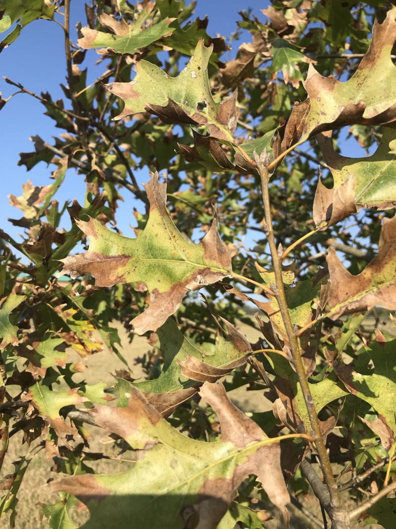Northern Red Oak with Leaf Scorch