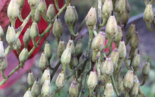 Sourwood fruit in November.