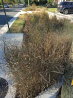 Panicum virgatum (Switch Grass) in October in a rain garden in a verge.
