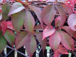 Fall foliage of Parthenocissus quinquefolia (Virginia creeper) in November.