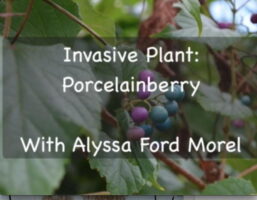 Invasive Porcelainberry Title Slide