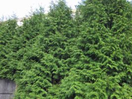Thuja occidentalis (Arborvitae, Northern Whitecedar) in October.