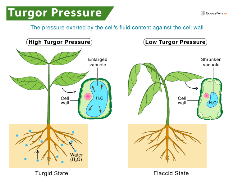 Illustration of Turgor pressure