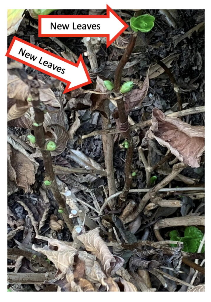 Hydrangea with crispy leaves and new growth.