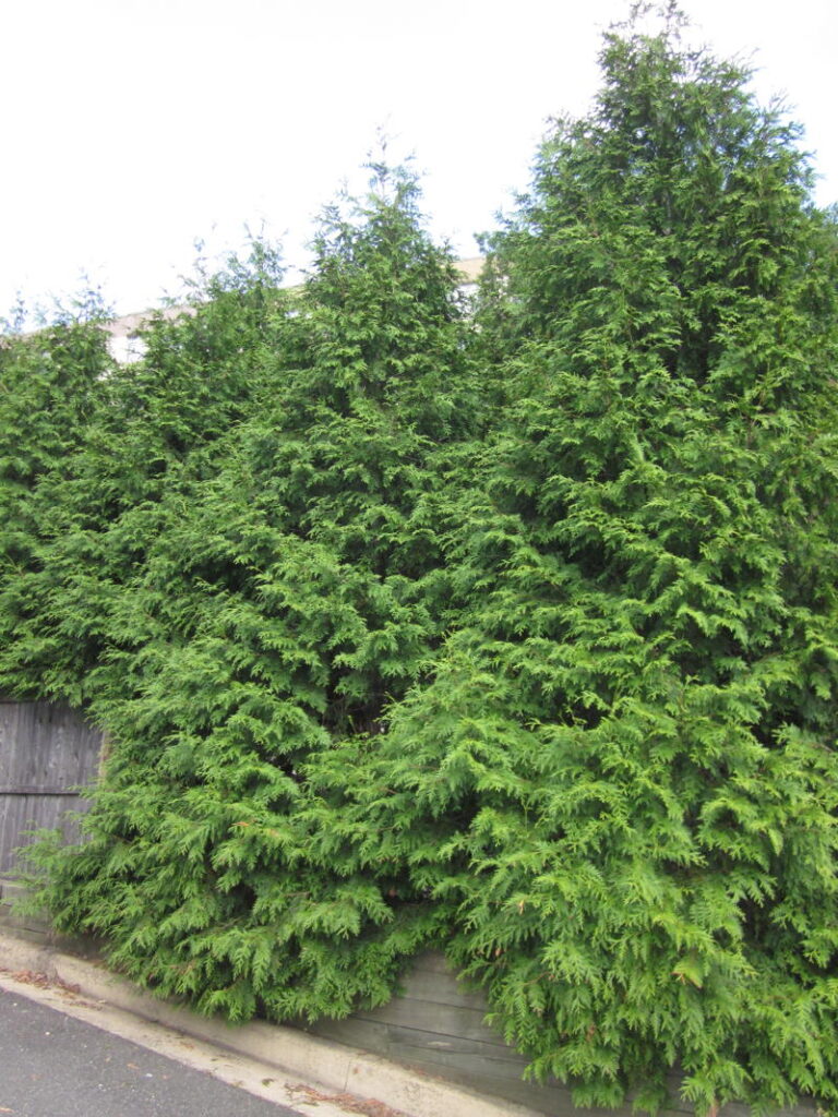 Arborvitae