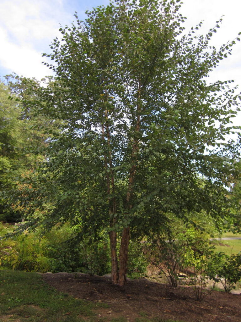 River Birch