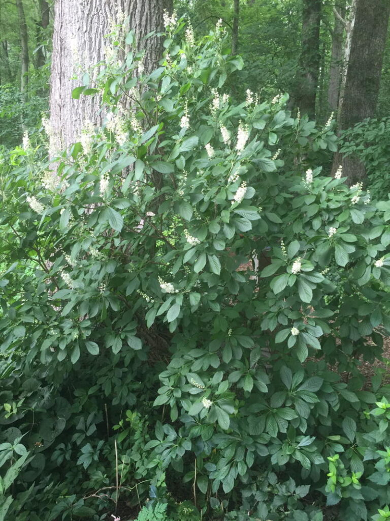 Sweet Pepperbush