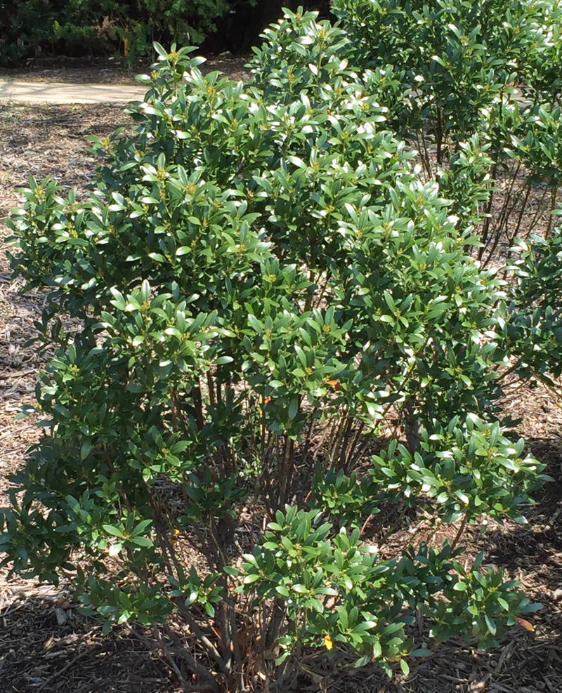 Inkberry
