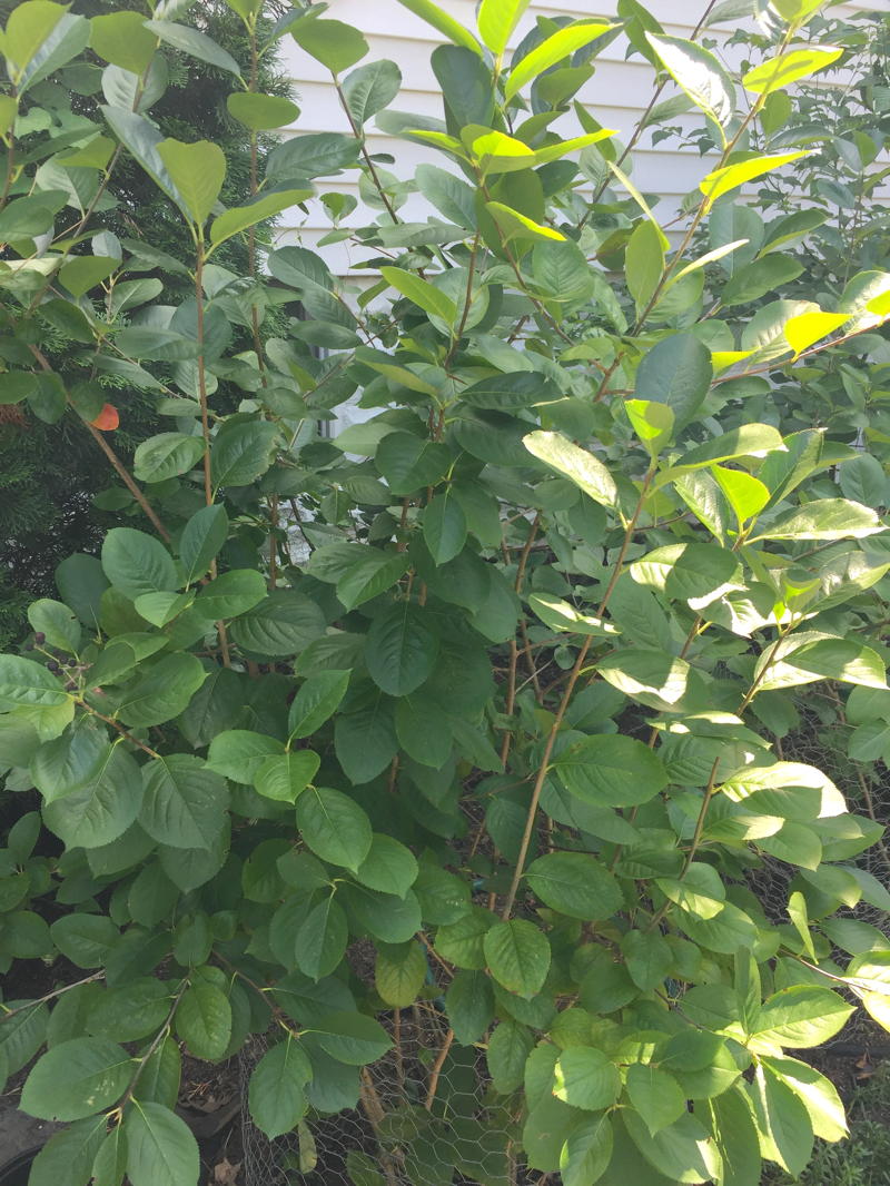 Black Chokeberry