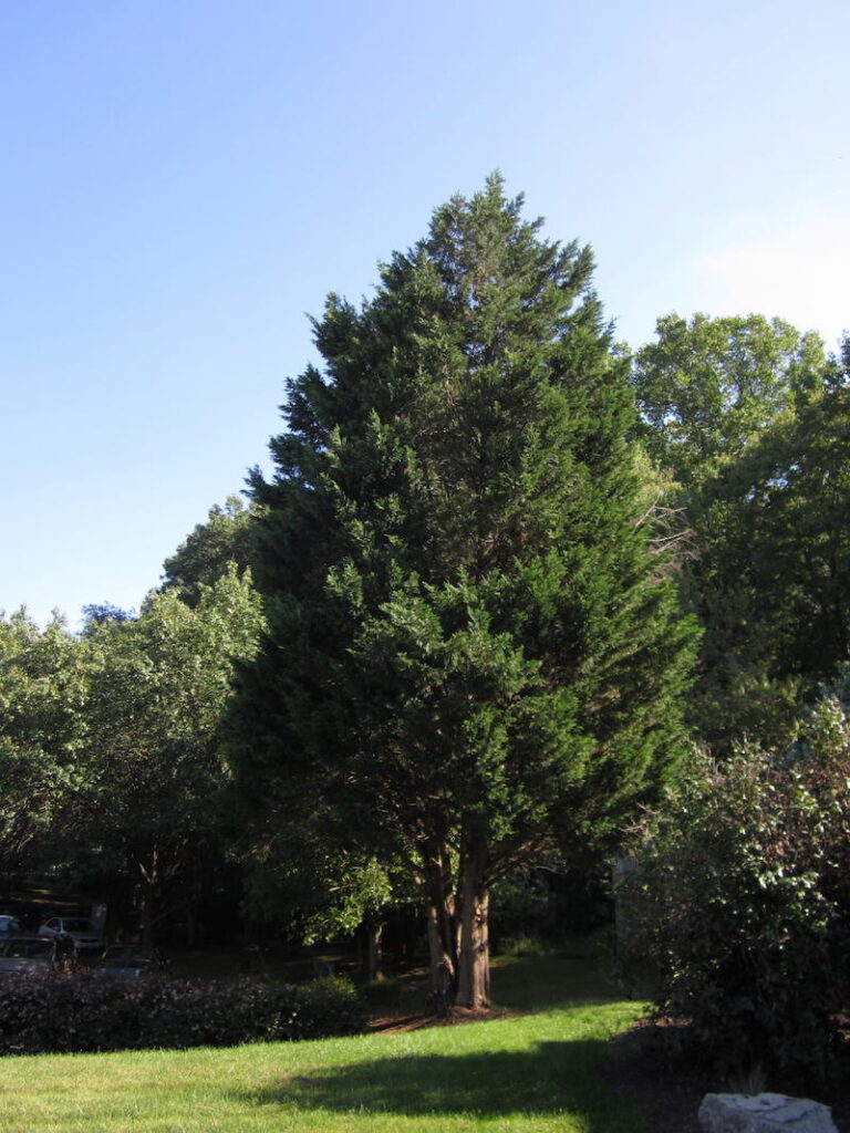 Eastern Redcedar