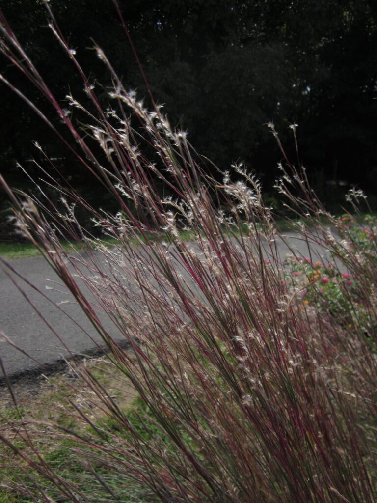 Little Bluestem