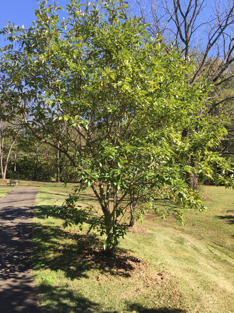 Sweetbay Magnolia