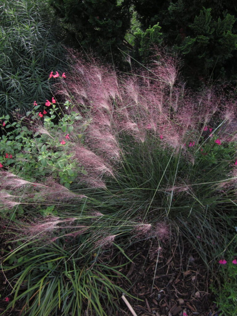 Pink Muhly