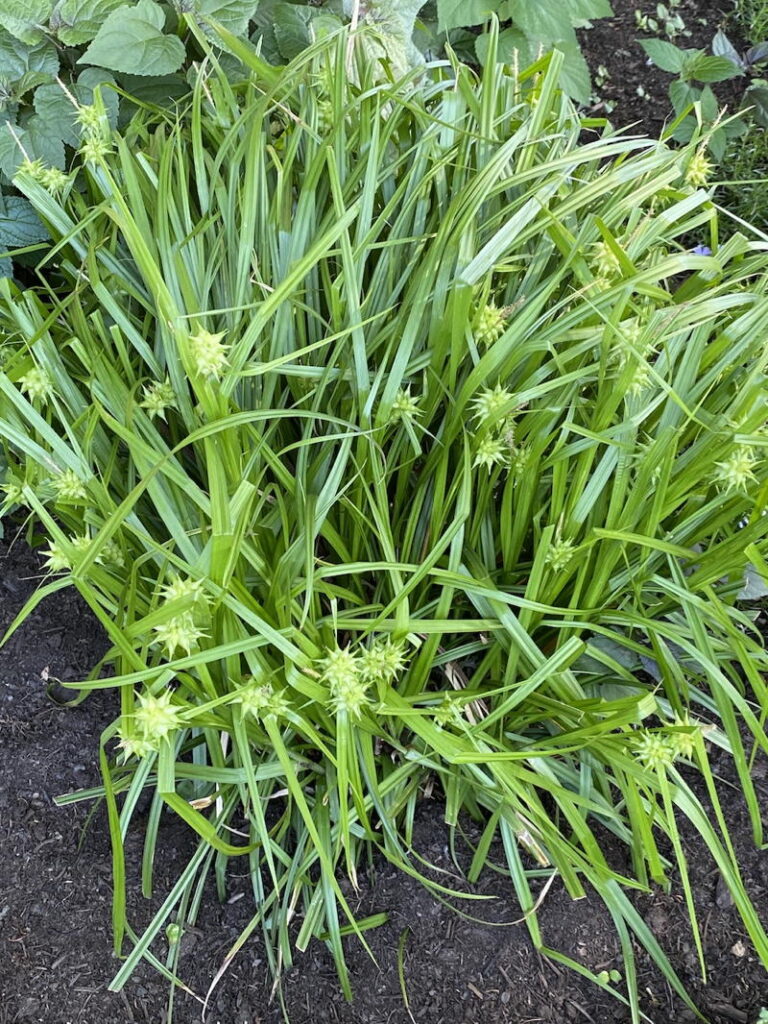 Gray's Sedge