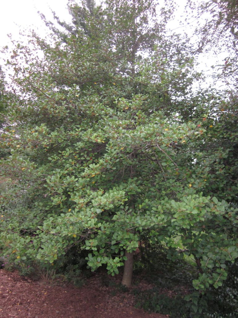 American Holly