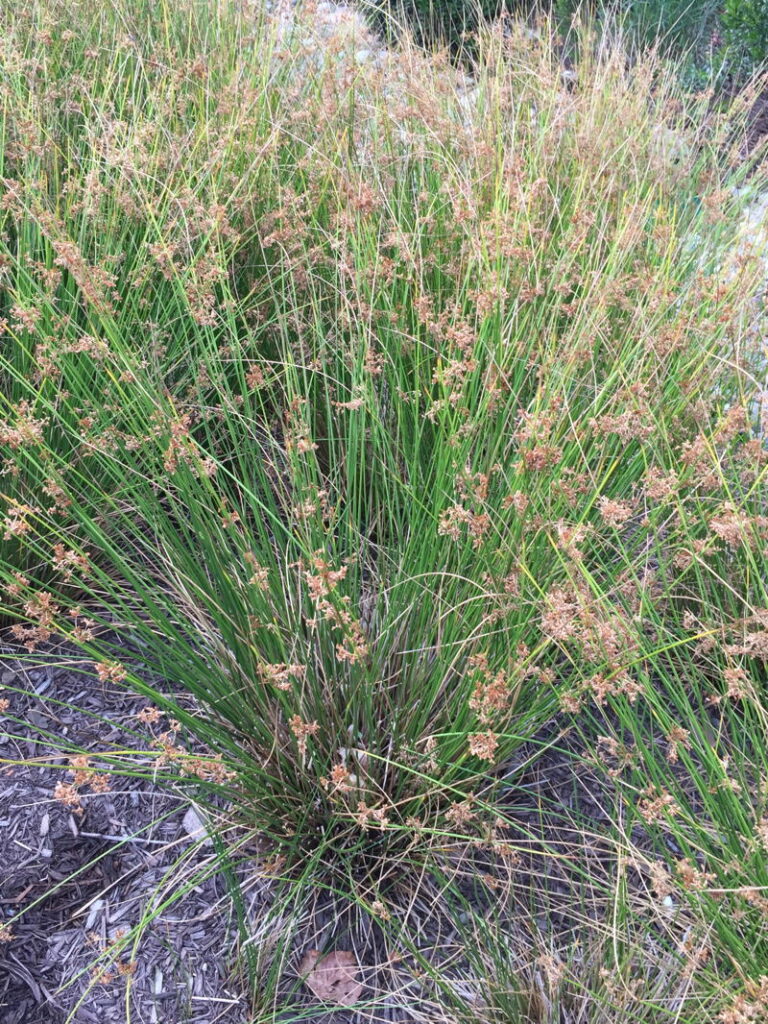 Common Rush