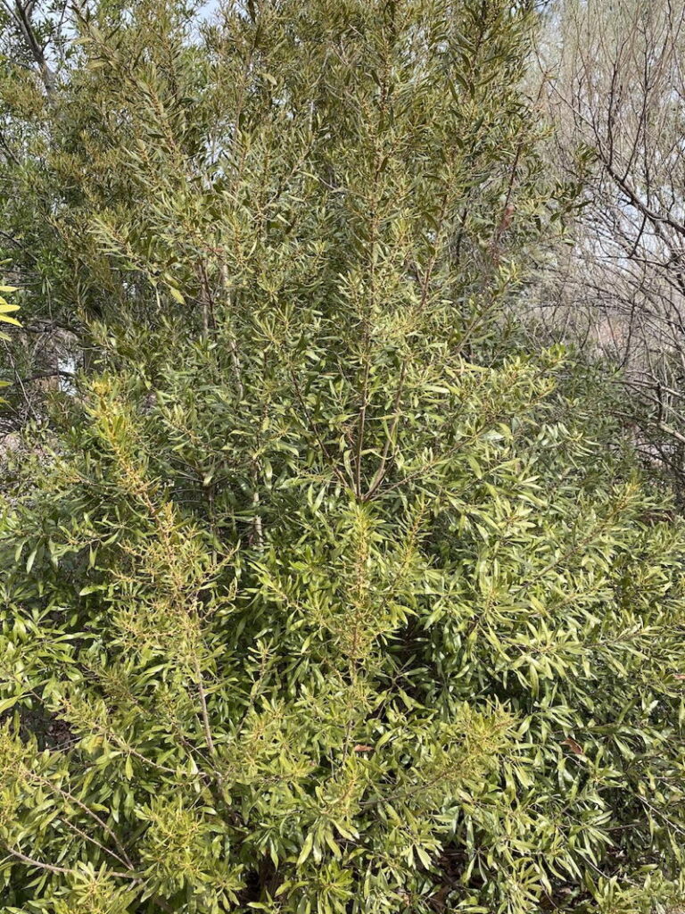 Southern Bayberry