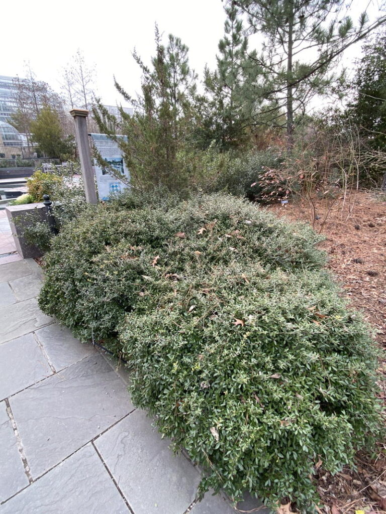 Yaupon Holly