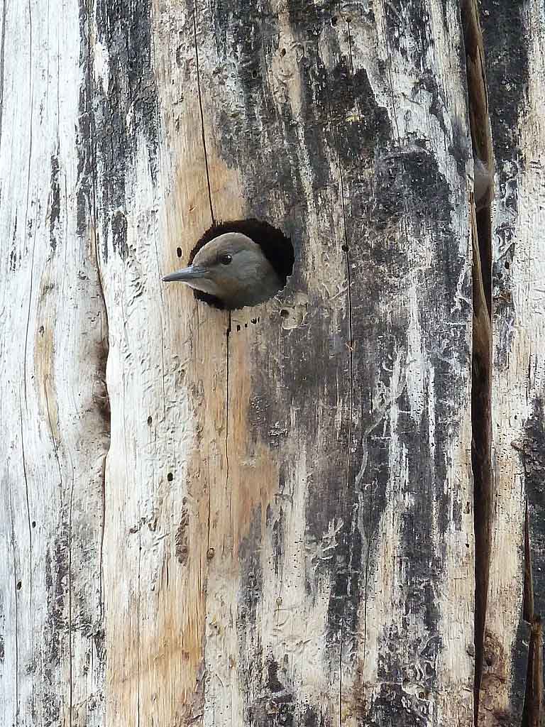 A young flicker pokes its head out of a dead tree in June in North Cascades National Park, Washington. Photo courtesy U.S. National Park Service