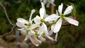 Amelanchier arborea (Downy Serviceberry) flowers in late March.