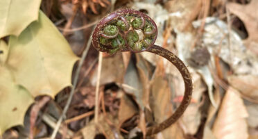 Ramenta on the unfurling fiddlehead Athyrium asplenioides