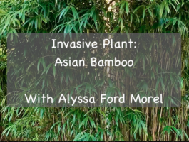 Invasive Plant: Asian Bamboo with Alyssa Ford Morel