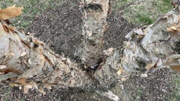 Betula nigra (river birch) is usually a multi-stemmed tree.