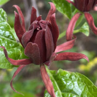 Calycanthus floridus, Sweet-shrub, flower in April