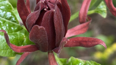 Calycanthus floridus, Sweet-shrub, flower in April