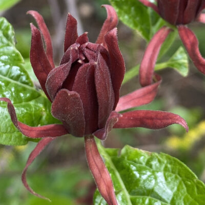 Calycanthus floridus, Sweet-shrub, flower in April