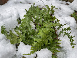 Evergreen Dryopteris marginalis (marginal wood fern) emerges from melting snow cover in January.