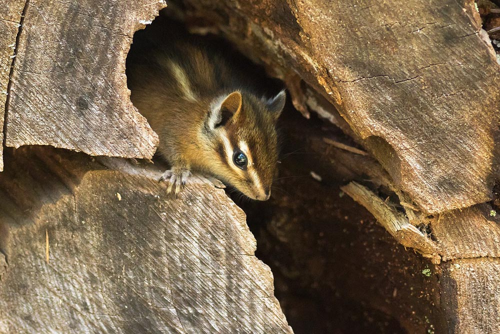 Juvenile Sonoma chipmunk (Tamias sonomae) hiding in a dead tree in May in Samuel P. Taylor State Park, Marin County, California. Photo © Frank Schulenburg CC BY-SA 4.0 DEED