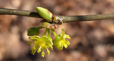 Male flowers of Lindera benzoin (northern spicebush) in March.