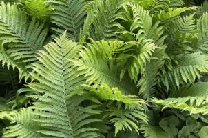 Matteuccia struthiopteris (Ostrich Fern) at Glencarlyn Library Community Garden in May.