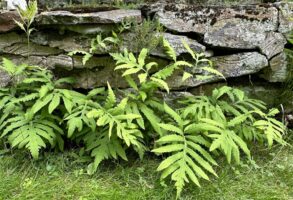 Onoclea sensibilis (sensitive or bead fern) in a residential landscape in June.