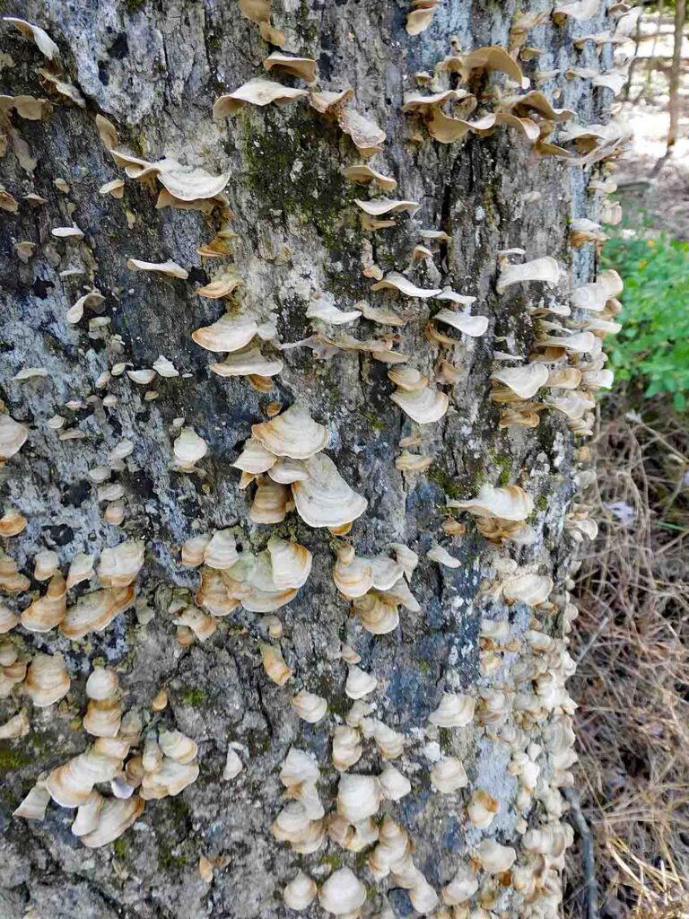 Fungus (maybe a Stereum) on a snag in October at Huntley Meadows Park in Alexandria,. Virginia.