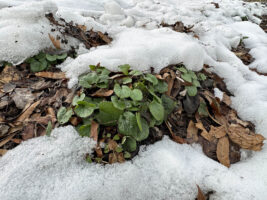 Evergreen perennial Packera aurea (Golden or Heartleaf Ragwort) basal leaves emerge from melting snow cover in January.