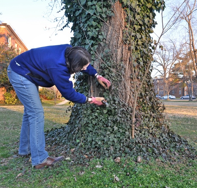 Removing English Ivy