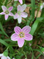 SPRING-Claytonia_virginica_Flower_Detail-2